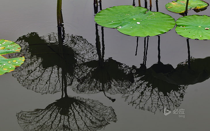 Feuille de lotus vert Macro-Bing Fond d'écran, Fond d'écran HD