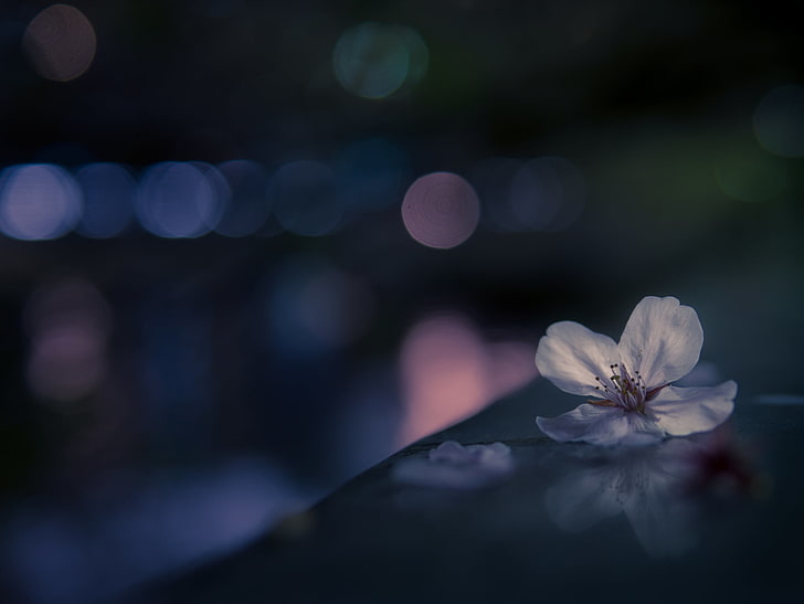 하얀 벚꽃, 꽃, 매크로, bokeh, 사쿠라, HD 배경 화면