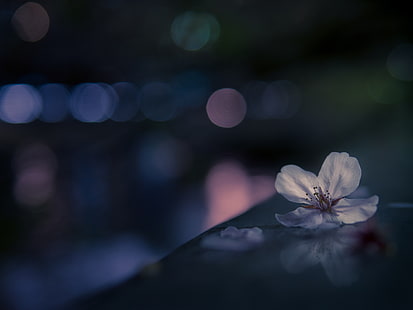 fleur de cerisier blanche, fleur, macro, bokeh, Sakura, Fond d'écran HD HD wallpaper