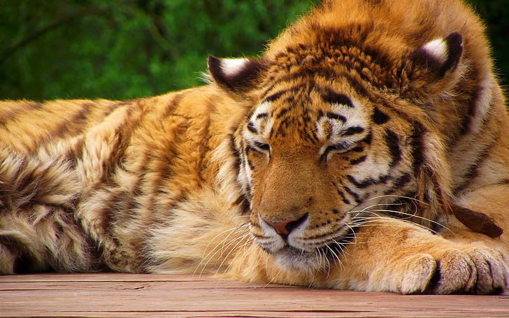 face, tiger, paws, sleeping, striped red cat, HD wallpaper