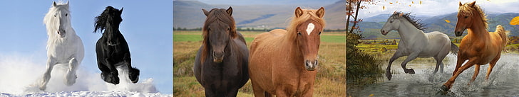 شوفال حصان مرقاب متعدد الشاشه ثلاثي، خلفية HD