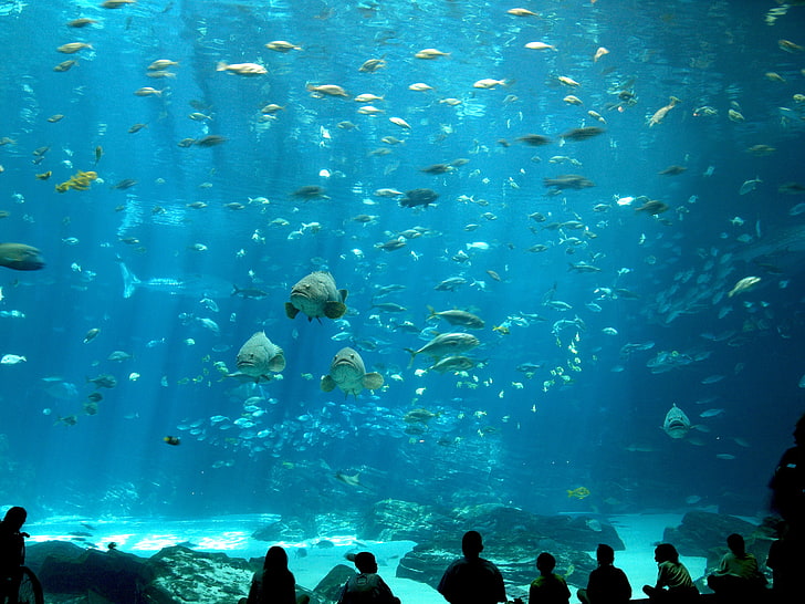 school of grey fish, fish, sea, aquarium, HD wallpaper