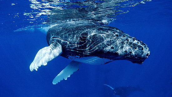 baleia, baleia jubarte, animais, HD papel de parede HD wallpaper