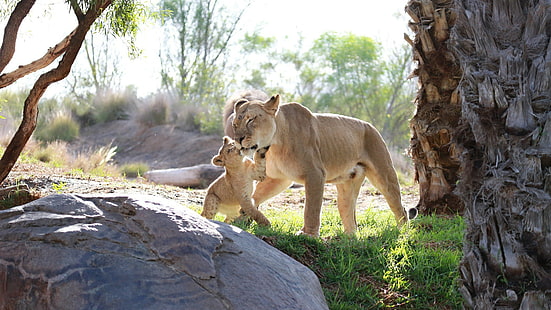ライオンズ家族、母親、雌ライオン、カブ、赤ちゃん、子猫、カップル、家族、ケア、ライオン、野生の猫、カブ、遊び、母性、愛情、ライオン、愛、捕食者、母親、 HDデスクトップの壁紙 HD wallpaper
