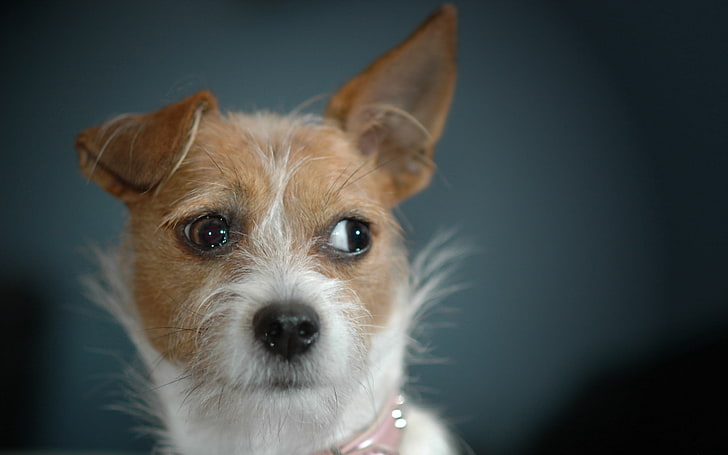 ลูกสุนัขสีน้ำตาลเคลือบสั้นและสีขาวสุนัขพันธุ์ที่สวยงาม, วอลล์เปเปอร์ HD