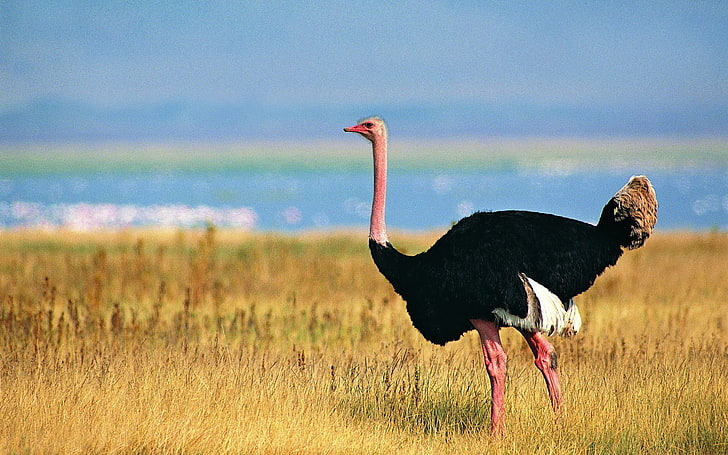 avestruz preto, avestruz, grama, caminhando, pássaro, HD papel de parede