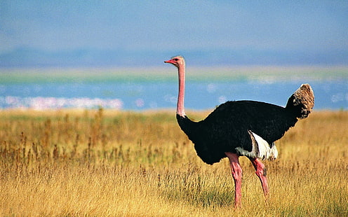 black ostrich, ostrich, grass, walking, bird, HD wallpaper HD wallpaper