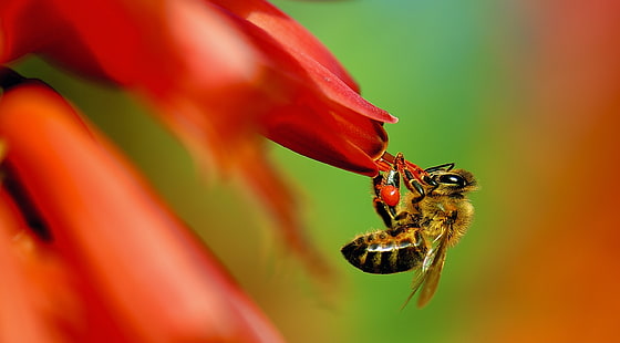 Pollinator, Djur, Insekter, Naturen, Blomma, Färger, Fotografi, Växt, Makro, Kalifornien, Insekt, Nektar, Arbete, Bärande, Närbild, Levande, Fokus, Upptagen, vilda djur, nikon, pollen, fauna, flora, Förenta staterna, losangeles, mikro, honungsbi, apoidea, pollinerare, hårt arbetande, HD tapet HD wallpaper