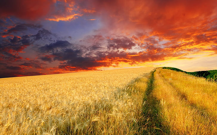 Die endlosen Weizenfelder in der Abenddämmerung, gelbes und grünes Gras, Abenddämmerung, Weizen, endlos, HD-Hintergrundbild