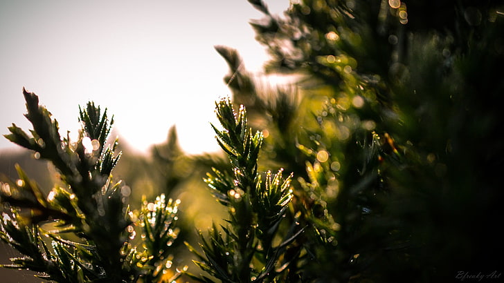 Grünpflanze, Morgen, Wassertropfen, Natur, Bokeh, HD-Hintergrundbild