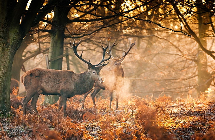 가을, 숲, 동물, 사슴, 햇빛, HD 배경 화면