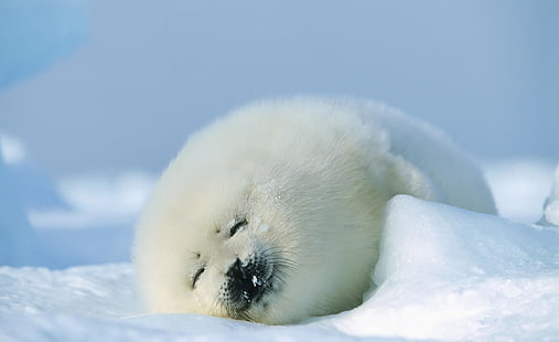 Полярный тюлень, белый гренландский тюлень, Животные, Море, тюлень, полярный тюлень, HD обои HD wallpaper