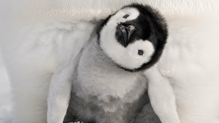 ทารกนกจักรพรรดินกเพนกวิน, วอลล์เปเปอร์ HD