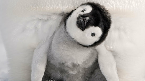 ทารกนกจักรพรรดินกเพนกวิน, วอลล์เปเปอร์ HD HD wallpaper