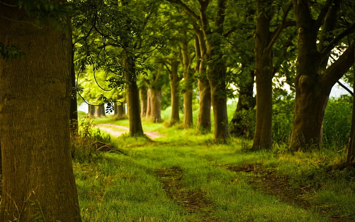 green tree, eens, path, spring, may, trunk, leaves, landscape, HD wallpaper