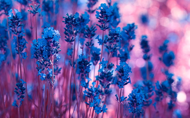 Niebieskie kwiaty lawendy, purpurowy bokeh, Niebieski, Lawenda, Kwiaty, Fiolet, Bokeh, Tapety HD