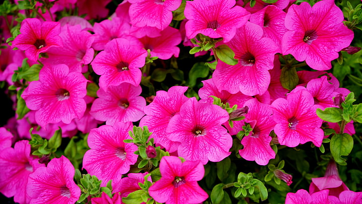 Balkon Çiçekleri Petunya Surfinia Sıcak Pembe Renk Bitki Yaprak Rengi Doğa Hd Duvar Kağıtları 3840 × 2160, HD masaüstü duvar kağıdı