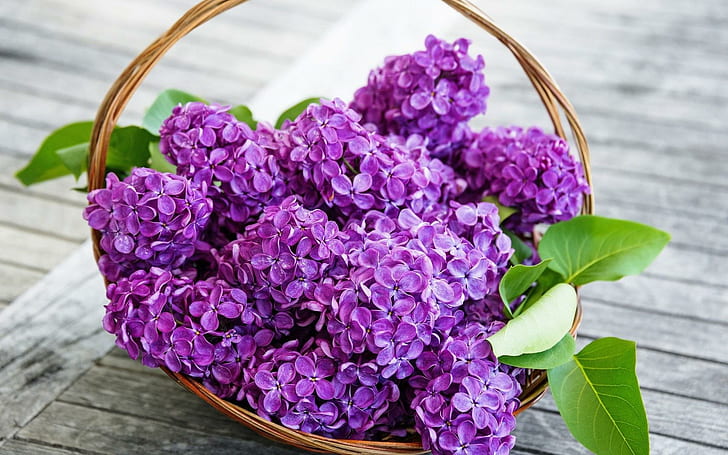 春のライラックの花紫、春、ライラック、花、紫、 HDデスクトップの壁紙