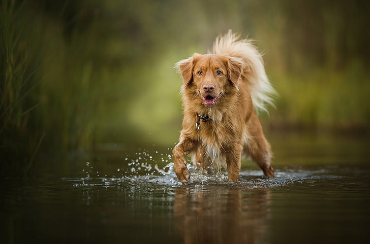 perro de pelo corto marrón y blanco, naturaleza, agua, perro, animales, Fondo de pantalla HD