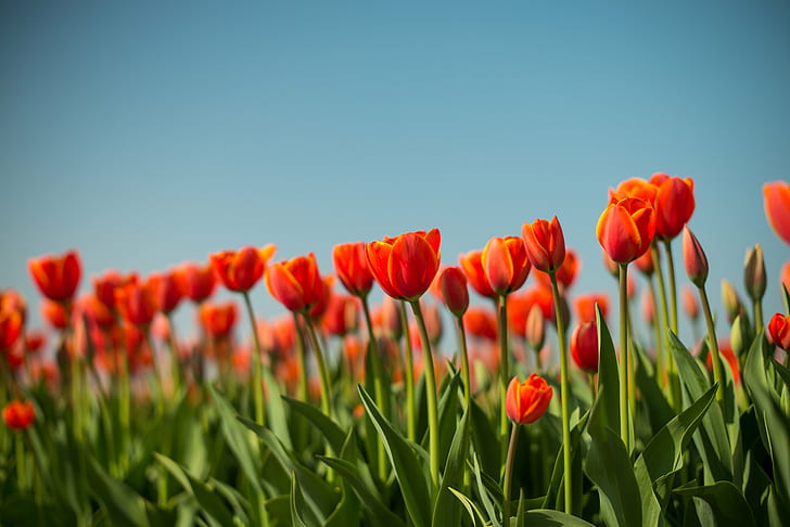 czerwone tulipany w ciągu dnia, holenderski, holenderski, holenderski, wiosna, tulipany, w ciągu dnia, Leica M, M 240, Europa, Holandia, pola kwiatowe, kwiaty, farma polowa, rolnictwo, agrobiznes, jaro, jarni, czerwona pomarańcza, błękitne niebo, bokeh tulipan, natura, wiosna, kwiat, pole, czerwony, roślina, lato, na dworze, pora roku, piękno natury, łąka, kolor zielony, żółty, światło słoneczne, niebo, scena wiejska, wielokolorowy, żywy kolor, kwietnik, trawa, Tapety HD