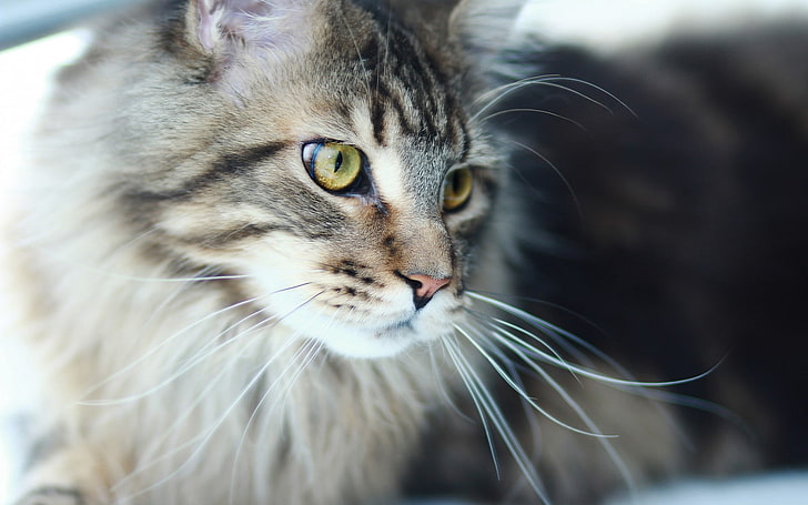 고양이, 동물, 근접 촬영, 녹색 눈, HD 배경 화면