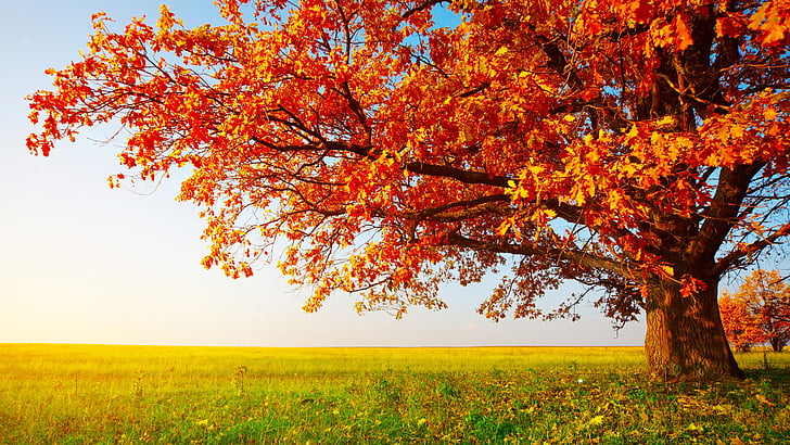 autumn, nature, tree, red leaves, sky, field, branch, autumn landscape, lone tree, grass, landscape, HD wallpaper