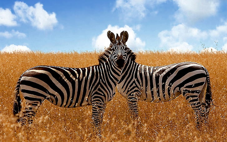 Zebre della savana, due zebre, savana, zebre, animali, Sfondo HD