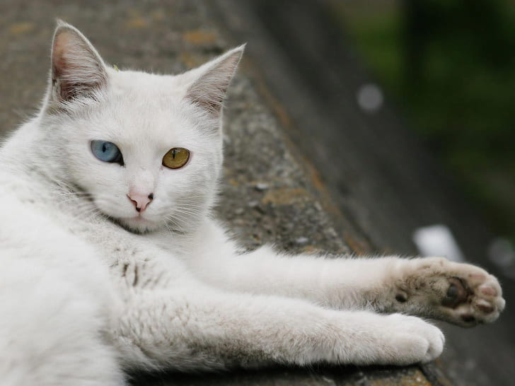 Gato de angora turco acostado, gato de angora turco, dulce, ojo azul, ojo verde, Fondo de pantalla HD