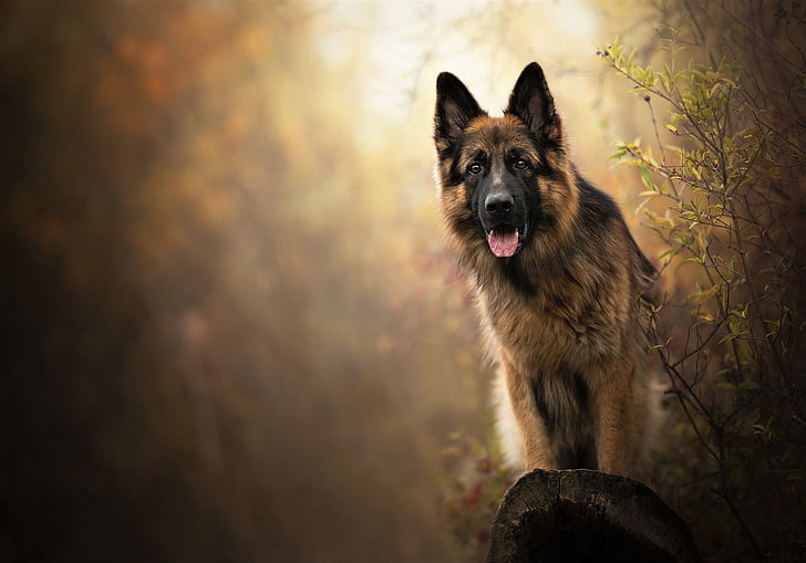 pastor alemão, cães, animal, HD papel de parede