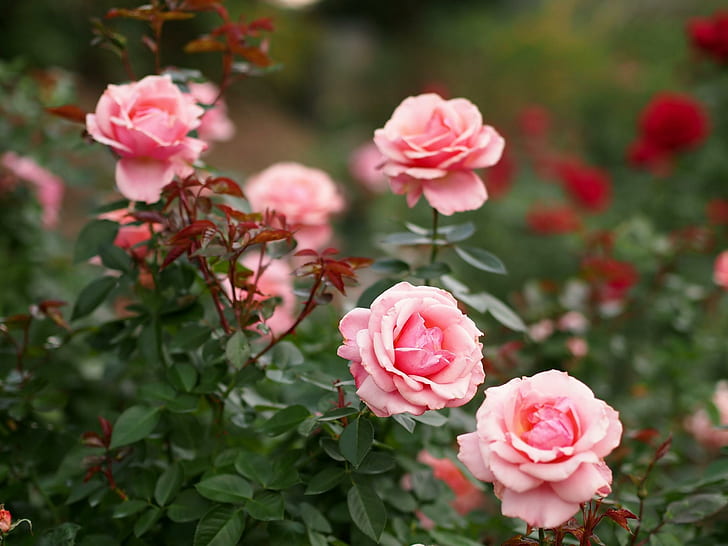 mawar, bunga, kelopak, pink, mawar merah muda, mawar, bunga, kelopak, pink, Wallpaper HD