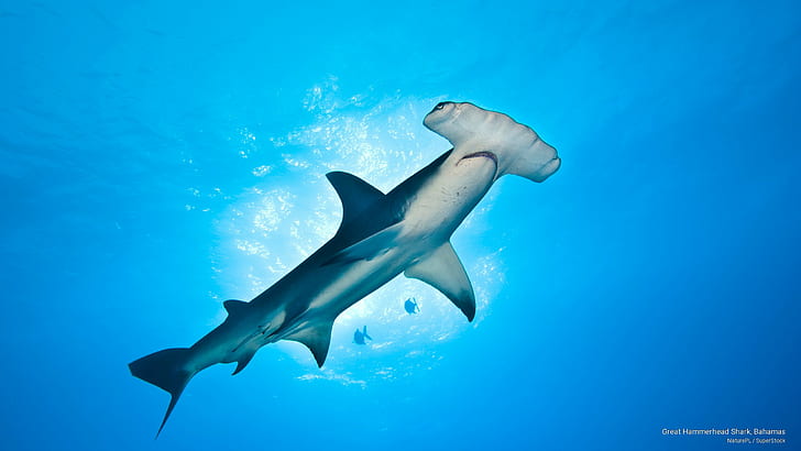 Büyük çekiç köpekbalığı, Bahamalar, okyanus yaşam, HD masaüstü duvar kağıdı