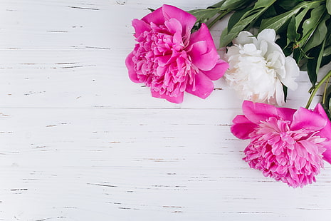 Blumen, Hintergrund, Blütenblätter, Pfingstrosen, HD-Hintergrundbild HD wallpaper