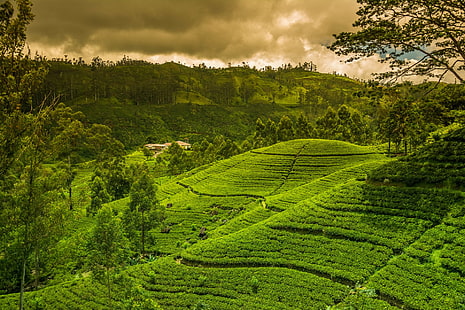 Hecho por el hombre, plantación de té, verde, colina, Fondo de pantalla HD HD wallpaper