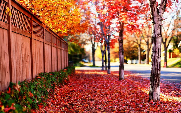 road, leaves, the sun, trees, landscape, flowers, nature, background, tree, the fence, beauty, spring, falling leaves, the rays of the sun, time of the year, for desktop, 1920*1200, HD wallpaper