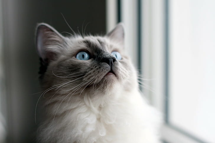 blue cat with blue eyes near window, Tesla, blue cat, blue eyes, window, ragdoll, pets, domestic Cat, animal, cute, looking, HD wallpaper
