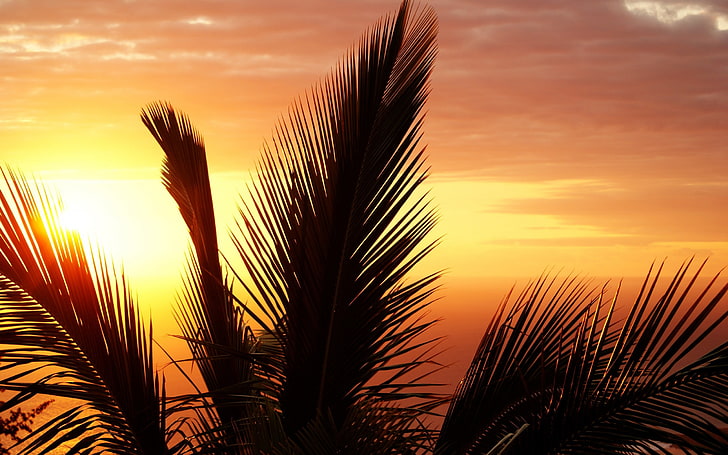 Палмово слънце залез слънце-Висококачествена HD тапети .., силует на палмово дърво, HD тапет