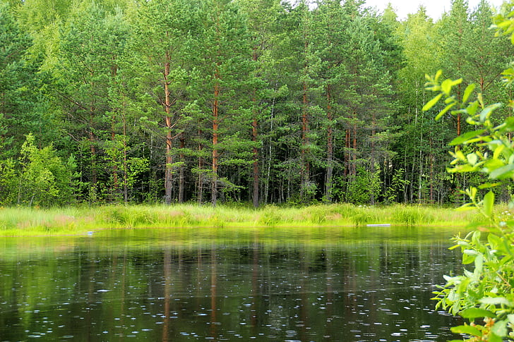 Russia, Leningrad region, body of water, Russia, forest, trees, green, grass, lake, Leningrad region, HD wallpaper