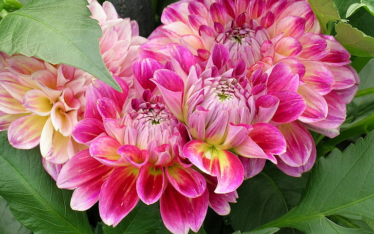 Dahlias Flowers With A Delicate Pink Gree Leaves Hd Wallpaper For Laptop And Tablet 2880×1800, HD wallpaper