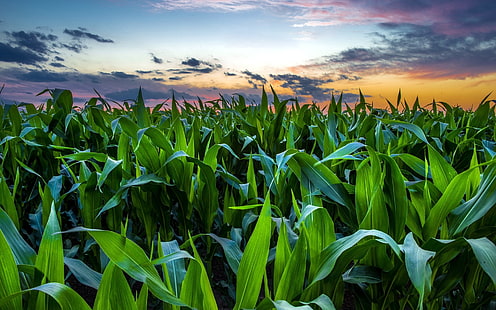 Sunset, clouds, corn field, Sunset, Clouds, Corn, Field, HD wallpaper HD wallpaper