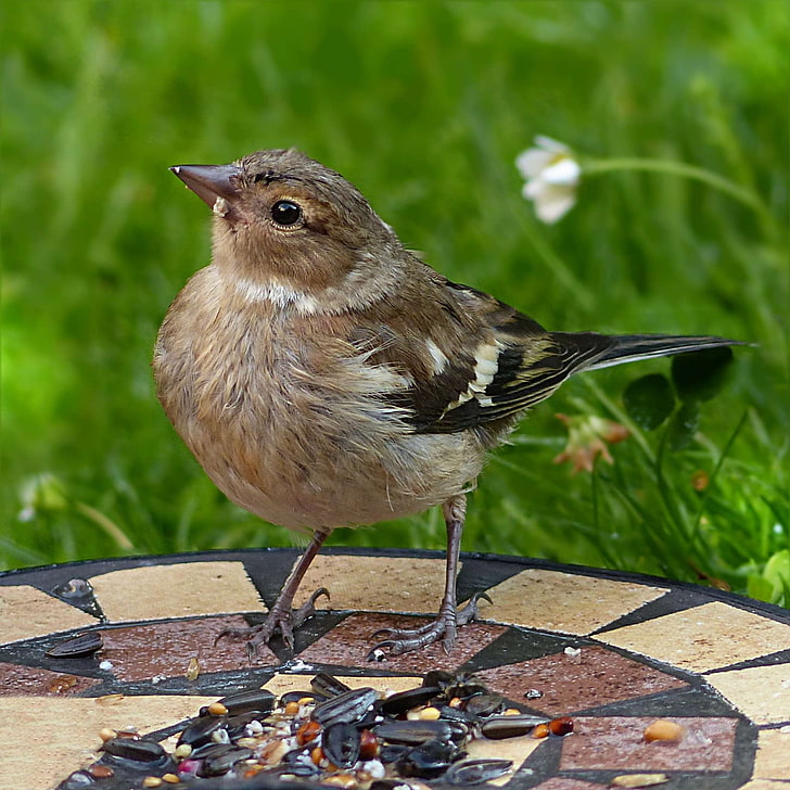 Vogel, Buchfink, Nahrungssuche, Fringilla Coelebs, junge Gartenarbeit, HD-Hintergrundbild