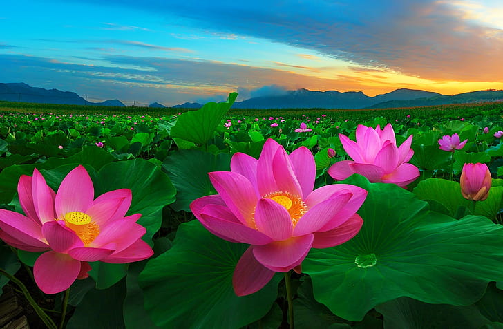 Flores, loto, tierra, campo, flor, hoja, flor rosa, Fondo de pantalla HD |  Wallpaperbetter