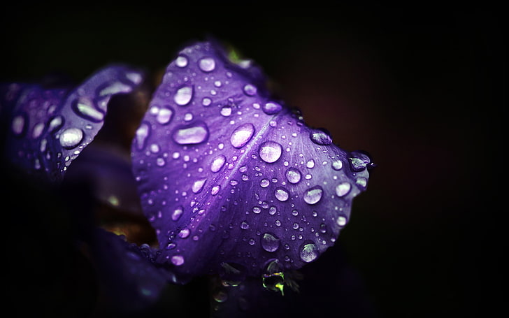 лилаво ирисово цвете, цветя, лилави цветя, капки вода, макро, HD тапет