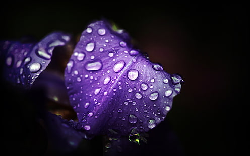 flor de iris morado, flores, flores moradas, gotas de agua, macro, Fondo de pantalla HD HD wallpaper
