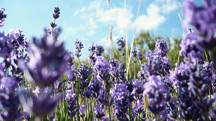 lavender, nature, purple flowers, flowers, HD wallpaper