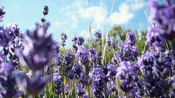 nature, flowers, purple flowers, lavender, HD wallpaper