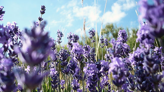 الطبيعة ، الزهور ، الزهور الأرجوانية ، الخزامى، خلفية HD HD wallpaper