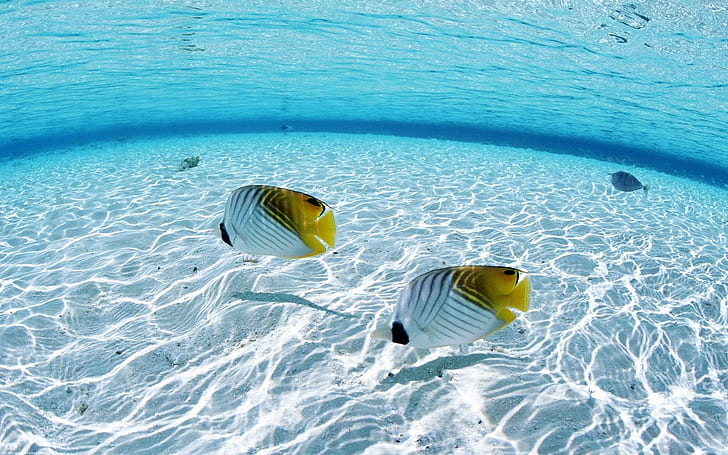Peces marinos paisajes marinos 1920x1200 Animales Peces HD Art, FISH,  ocean, Fondo de pantalla HD | Wallpaperbetter