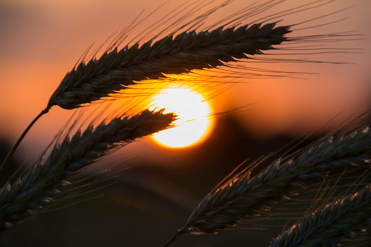 tilt shift lens photography of wreath, rye, rye, Rye, tilt shift lens, photography, wreath, Rågsved, Söderslätt, countryside, crops, himmel, landscape, moln, sun, sunset, exif, model, canon eos, 760d, geo, country, camera, iso_speed, state, city, geo:location, lens, ef, s18, f/3.5, focal_length, mm, aperture, ƒ / 5, canon, nature, plant, summer, wheat, close-up, HD wallpaper