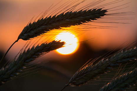 tilt shift lens photography of wreath, rye, rye, Rye, tilt shift lens, photography, wreath, Rågsved, Söderslätt, countryside, crops, himmel, landscape, moln, sun, sunset, exif, model, canon eos, 760d, geo, country, camera, iso_speed, state, city, geo:location, lens, ef, s18, f/3.5, focal_length, mm, aperture, ƒ / 5, canon, nature, plant, summer, wheat, close-up, HD wallpaper HD wallpaper