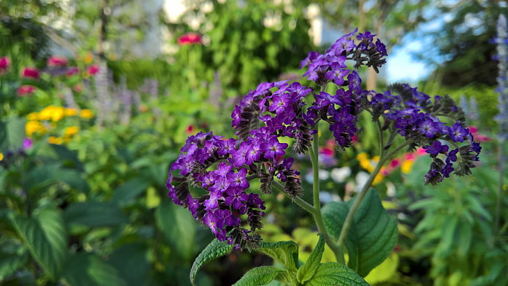 plant, 5k, flower, 5k uhd, flora, purple flower, spring, HD wallpaper